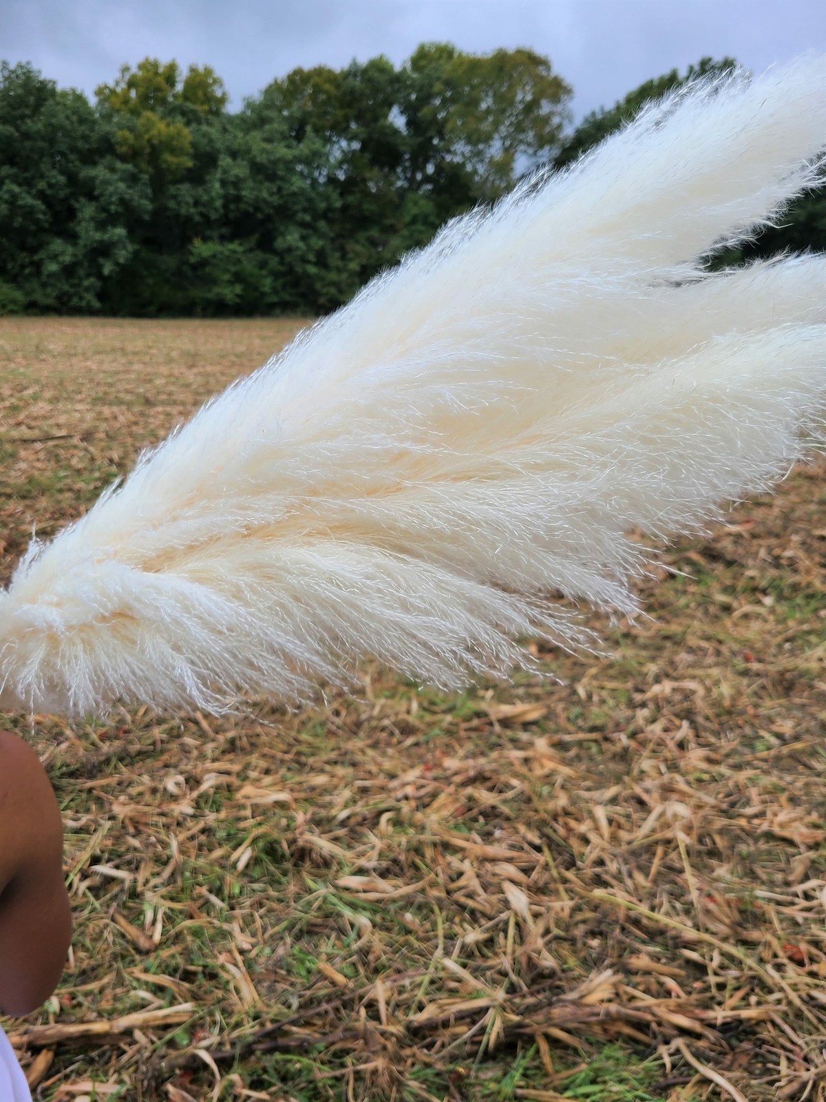 Extra Large Fluffy White Ivory Pampas Grass Jumbo