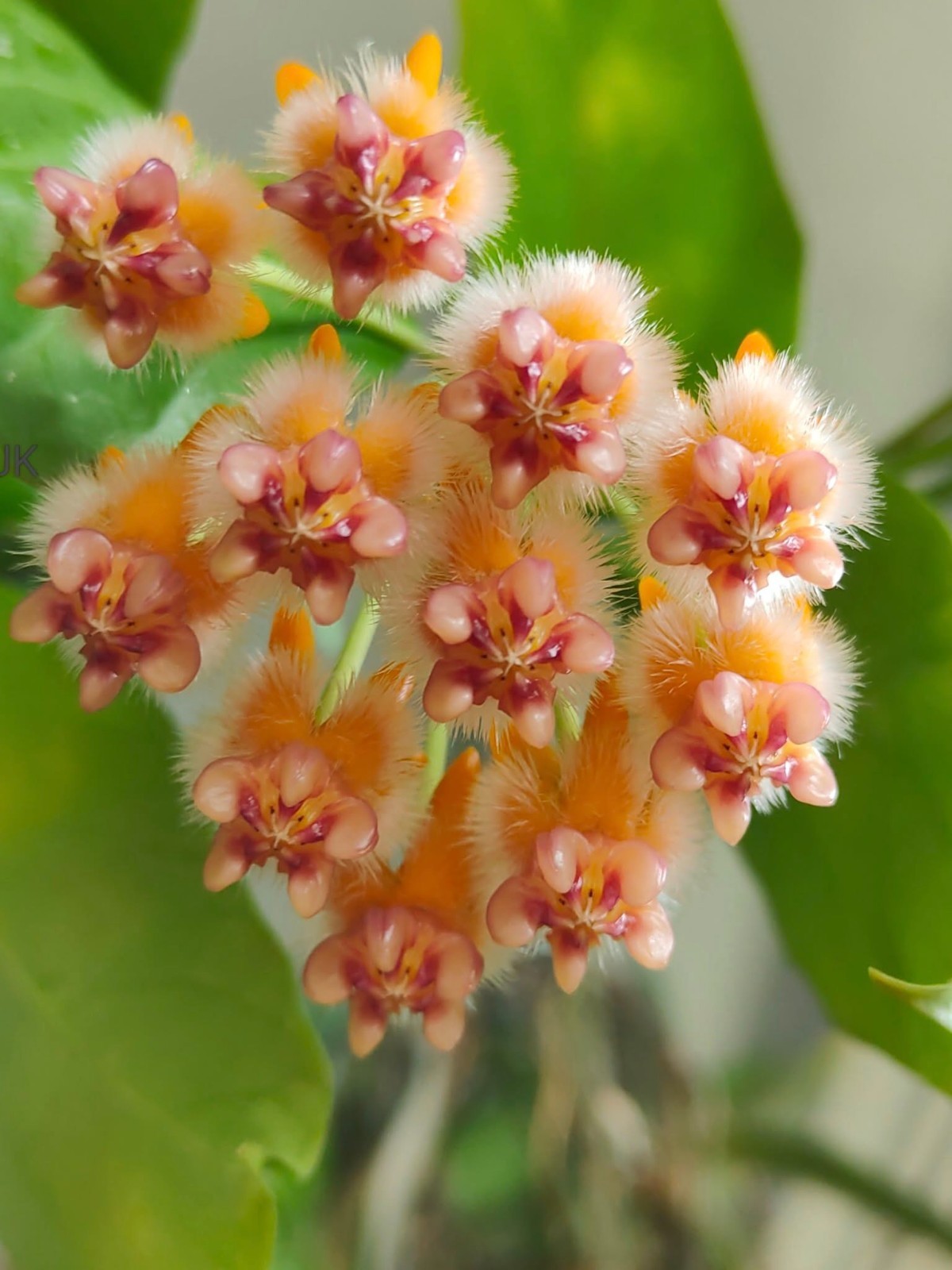 Hoya Lasiantha Sp Borneo Rare Tropical Wax Plant