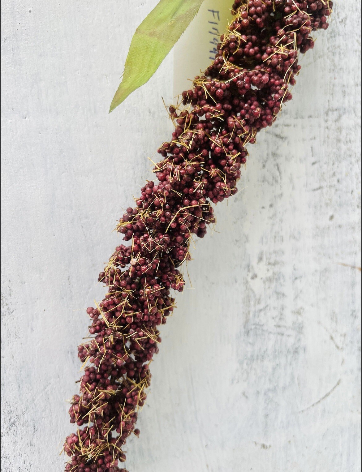 Burgundy Millet Stem, Bundle Of 3, NEW