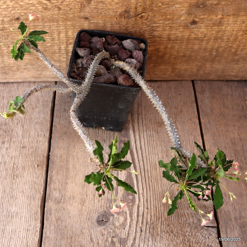 D4733 EUPHORBIA CROIZATII pot10-H23-W21 cm MaMa Cactus
