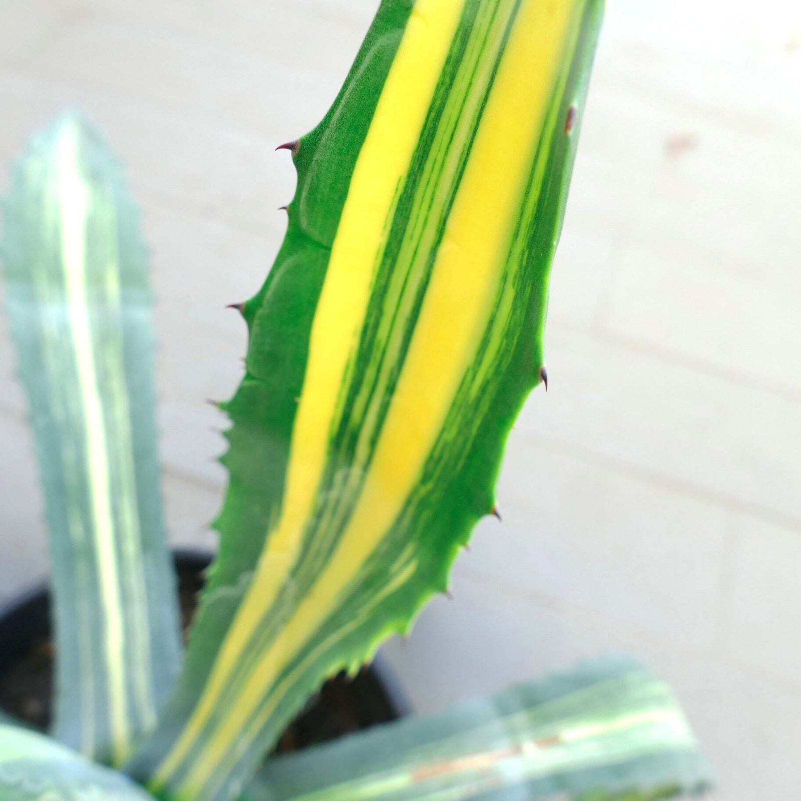 Agave americana STRIATA VARIEGATED 80cm – NO variegate white titanota