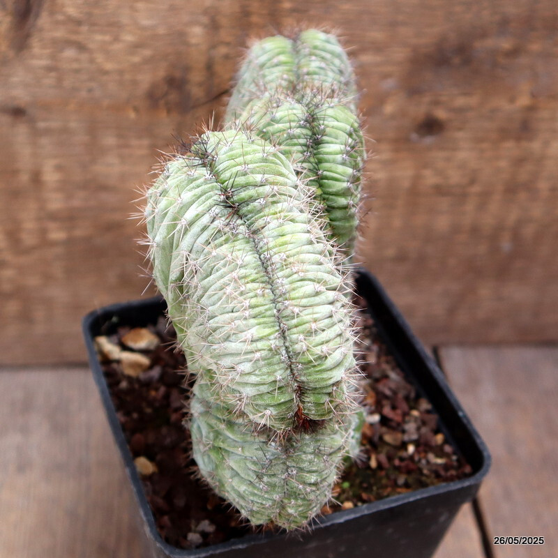 D4373 POLASKIA CHICHIPE CRESTED pot10-H14-W15 cm MaMa Cactus