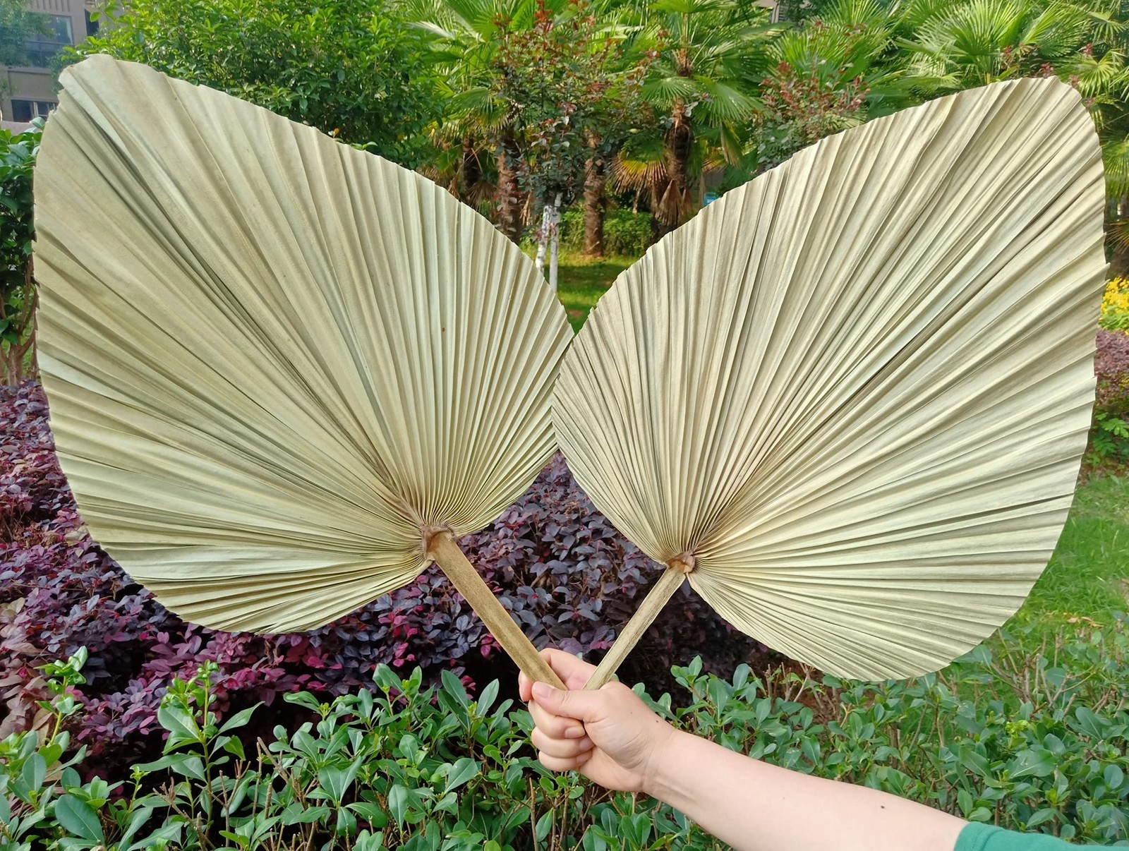 23″ H x 15″ W Giant Tropical Dried Palm Leaves Large Palm Fan Leaves for Wedd…