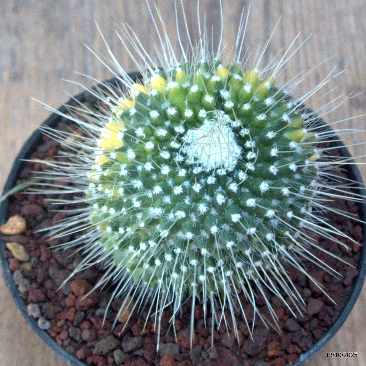 D6956 MAMMILLARIA SPINOSISSIMA UNPICO VARIEGATED pot10-H8-W6 cm MaMa Cactus