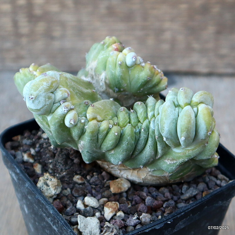 D1494 MYRTILLOCACTUS GEOMETRIZANS STRICTUS pot 9 cm H 6 cm W 10 cm MaMa Cactus