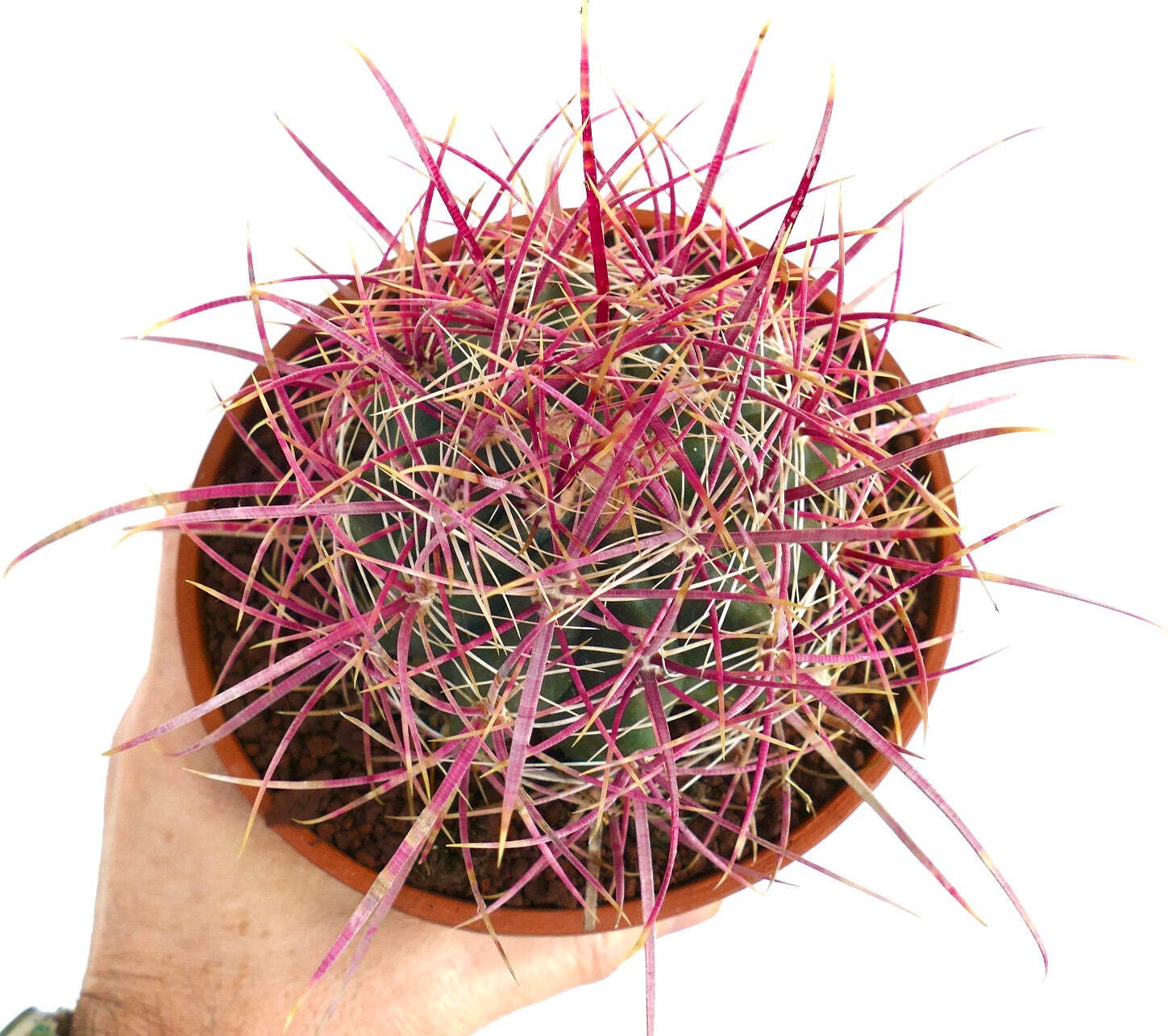 Ferocactus acanthodes – California barrel cactus | Desert barrel cactus
