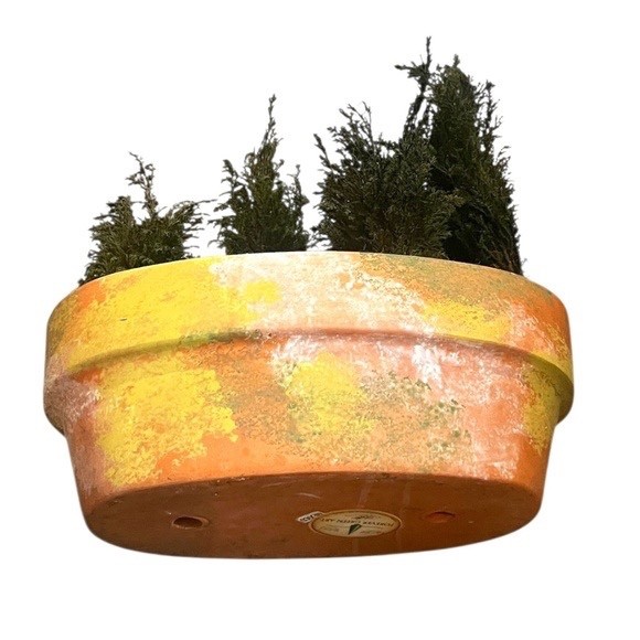 FOREVER GREEN ART Potted Quartet Mini Cypress Tree In Oval Terra Cotta Planter
