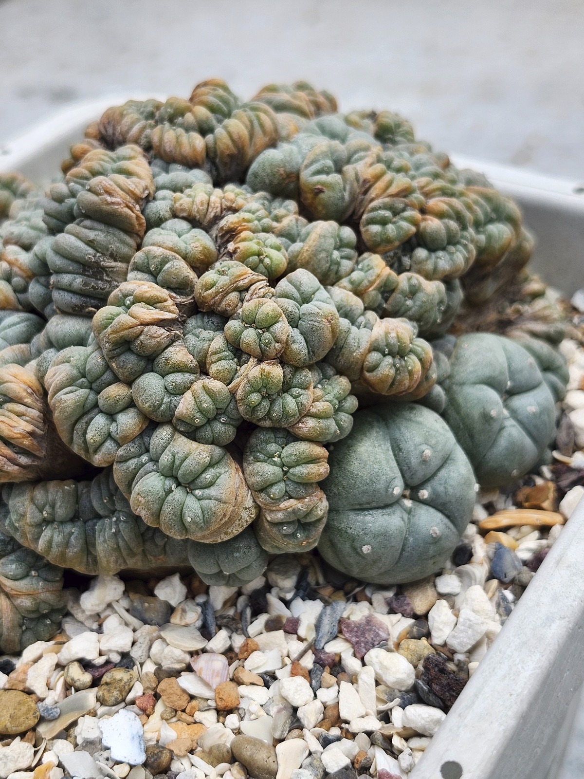 Large RARE crested cactus, self pollinating, shown in 6″ pot