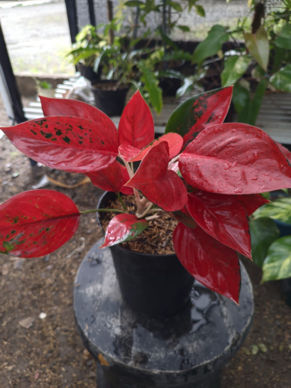 Real Pict Aglaonema Kochin Super Red Rare Plant