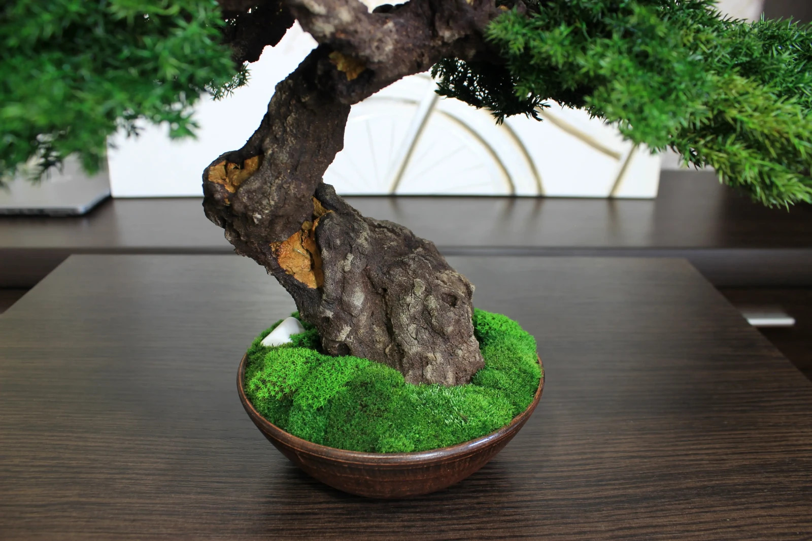 Exclusive Preserved Juniper Bonsai – Interior Art Sculpture. 37 cm / 14,6″