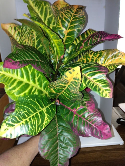 LARGE Artificial Croton plant YELLOW GREEN
