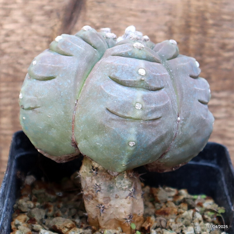 D1280 ASTROPHYTUM MYRIOSTIGMA KIKKO BALL GRAFTED pot12-H12-W11 cm MaMa