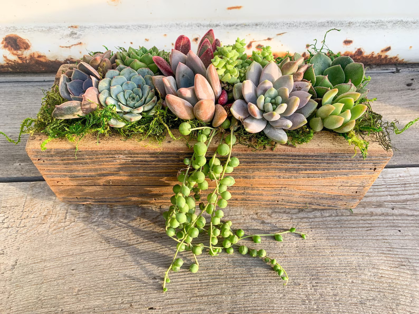 Live Succulent Arrangement Planter, Real Succulents, Centerpiece, Sympathy Gift