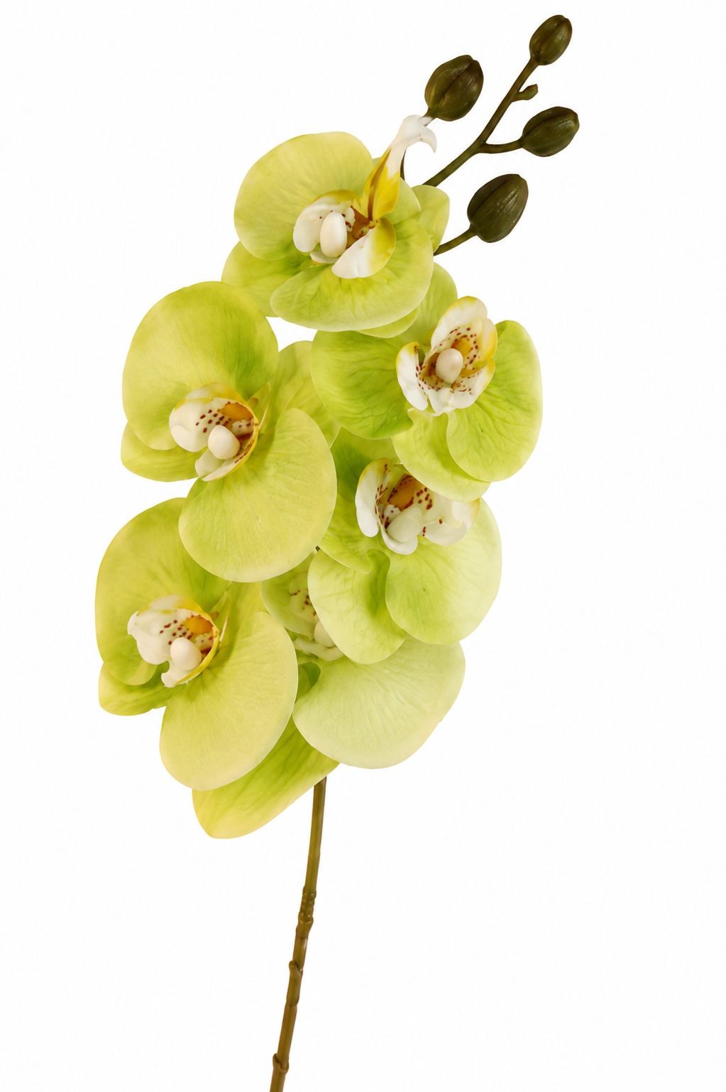 Real Touch Cymbidium Orchid Stem | Green Artificial Orchid | 31 Inch Faux Floral
