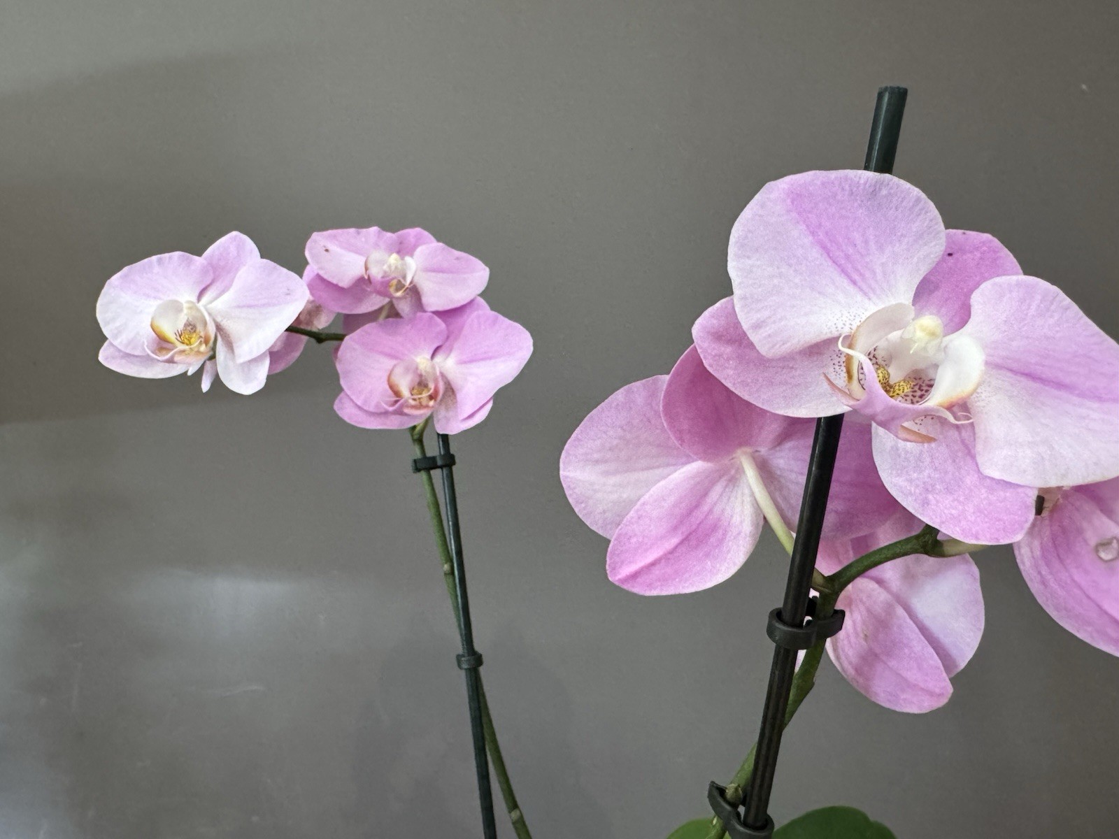 Beautiful phalaenopsis orchid plant In Full Bloom