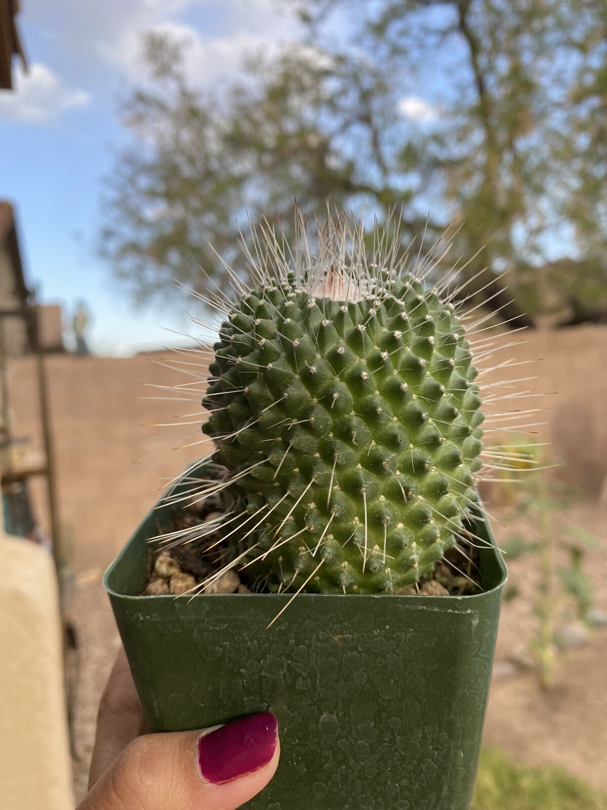 MAMMILLARIA SPINOSISSIMA UNPICO CRESTED