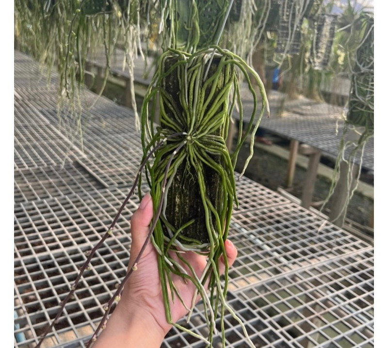 Red Chiloschista viridiflora Seidenf / Leafless Orchid 1 pc.