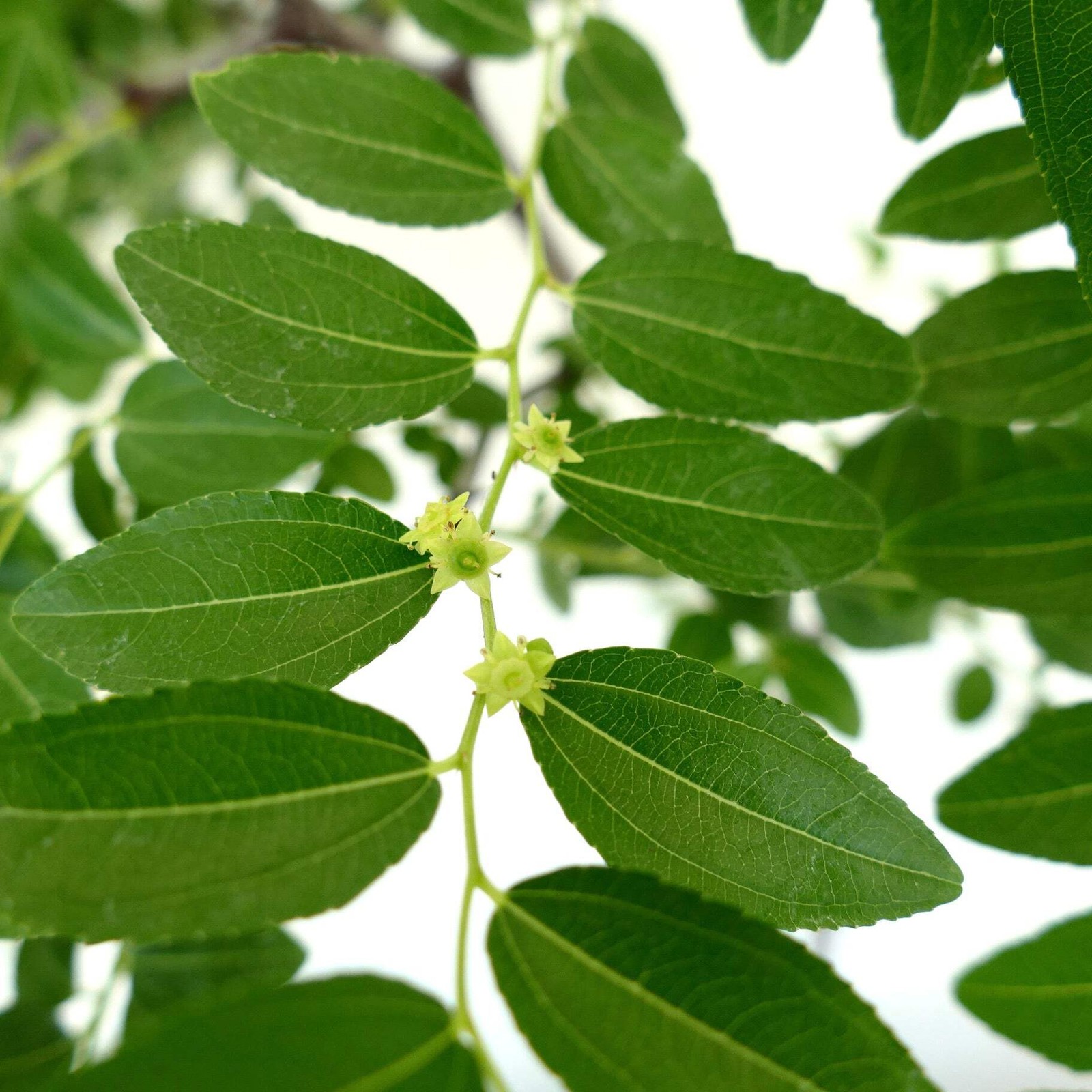Ziziphus jujuba 80-120cm | Jujube | Chinese date – Jujube | Chinese date