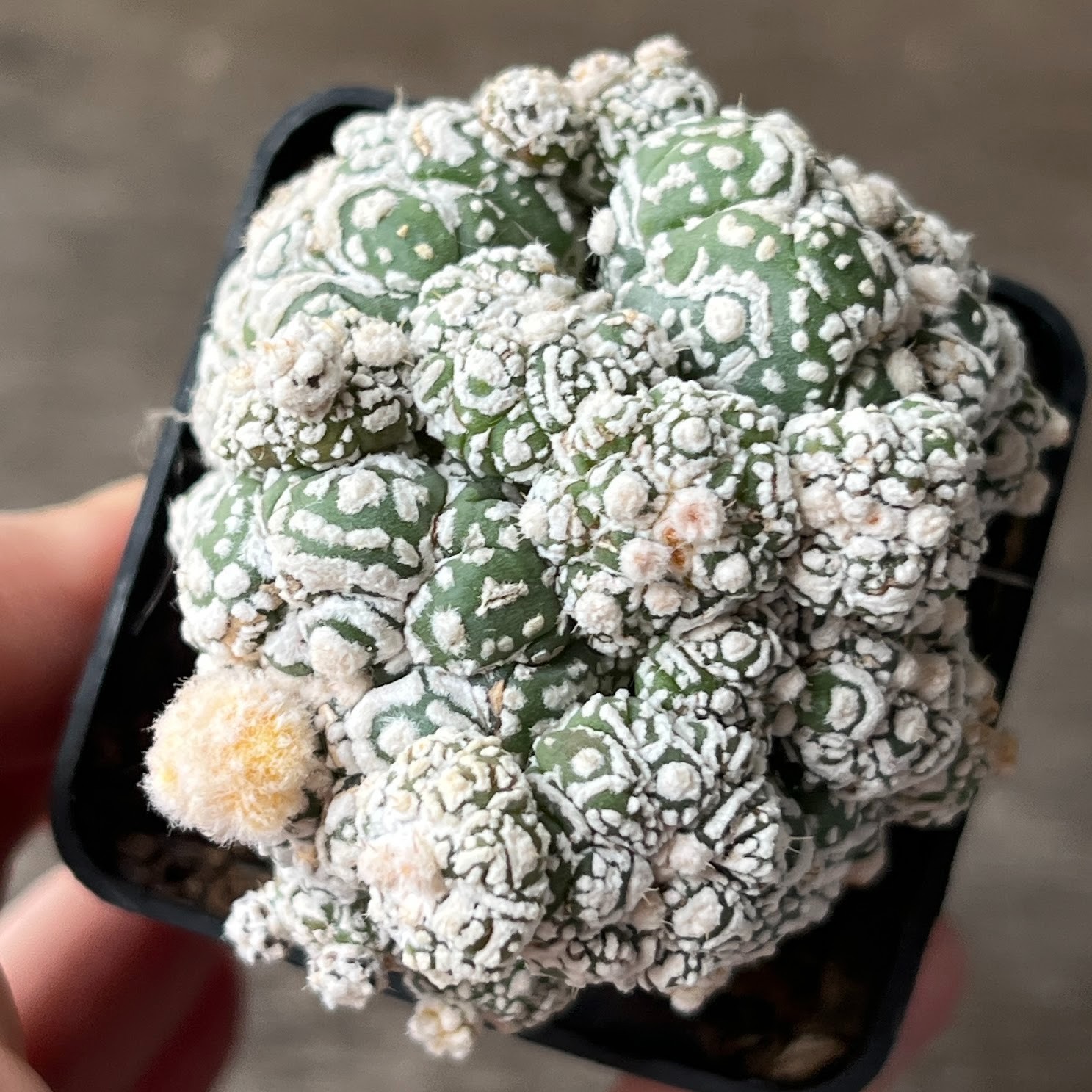 A57-546 Astrophytum Super Kabuto, white, grafted