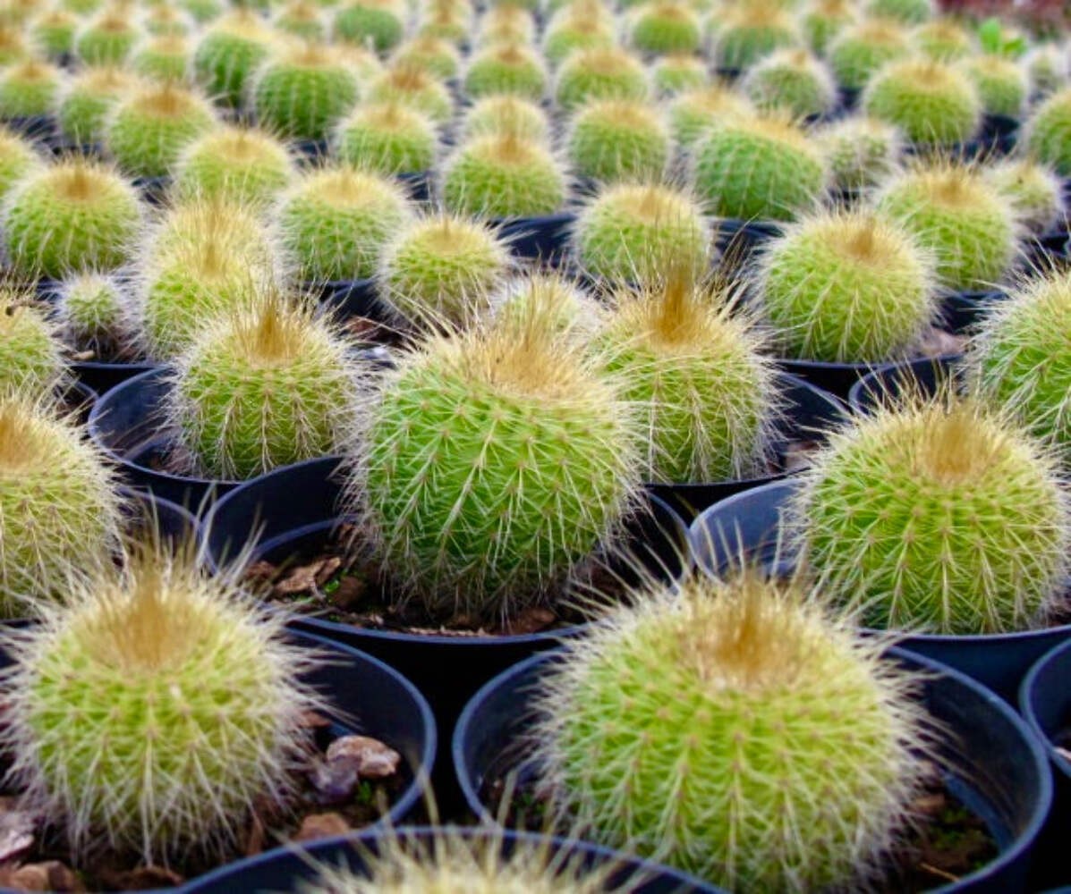 Eriocactus claviceps HU500 SEEDS – Rare Cactus SEEDS
