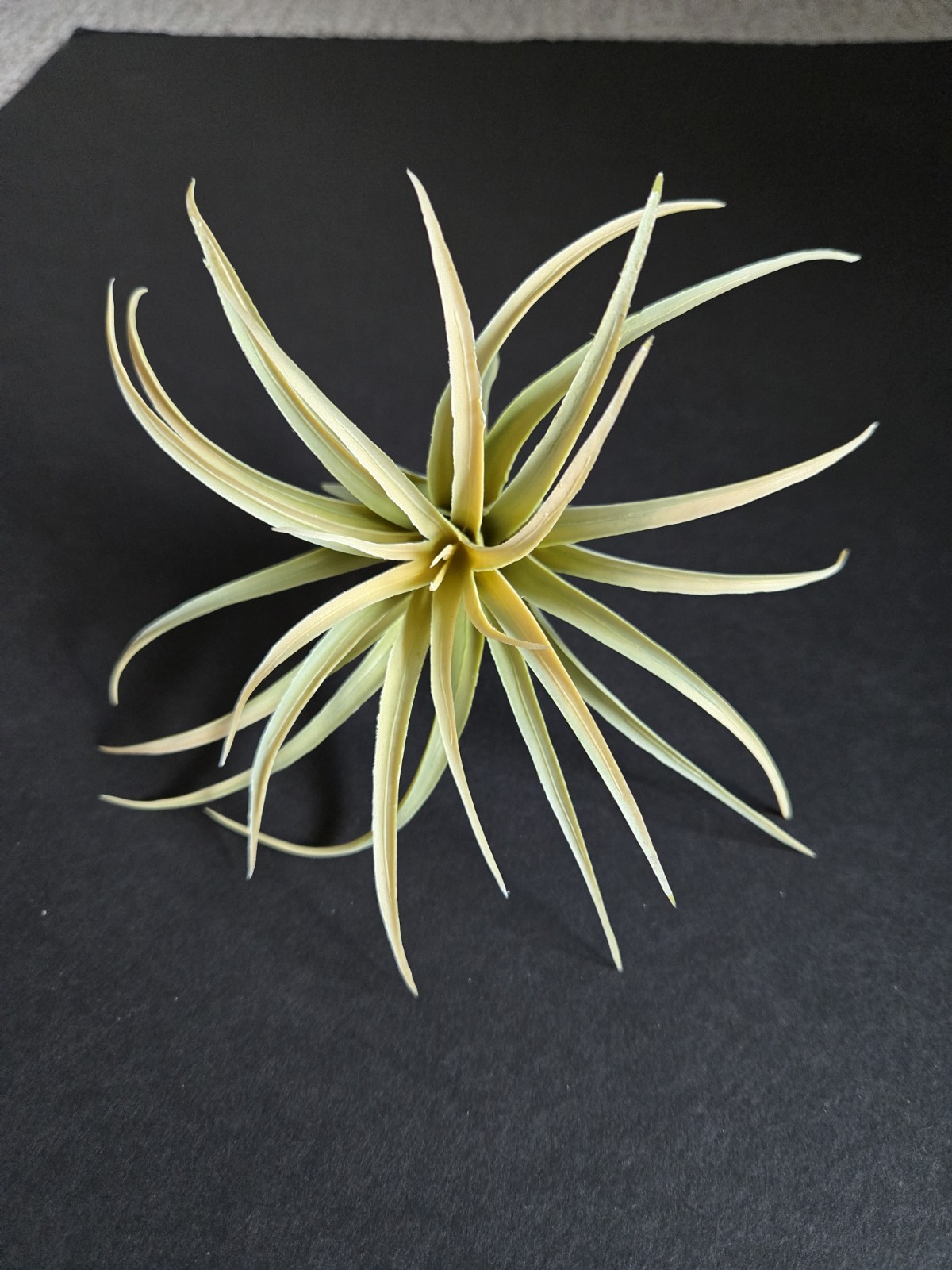 IKEA FEJKA Artificial Plant Set Of 3 Air Plant 805.599.61