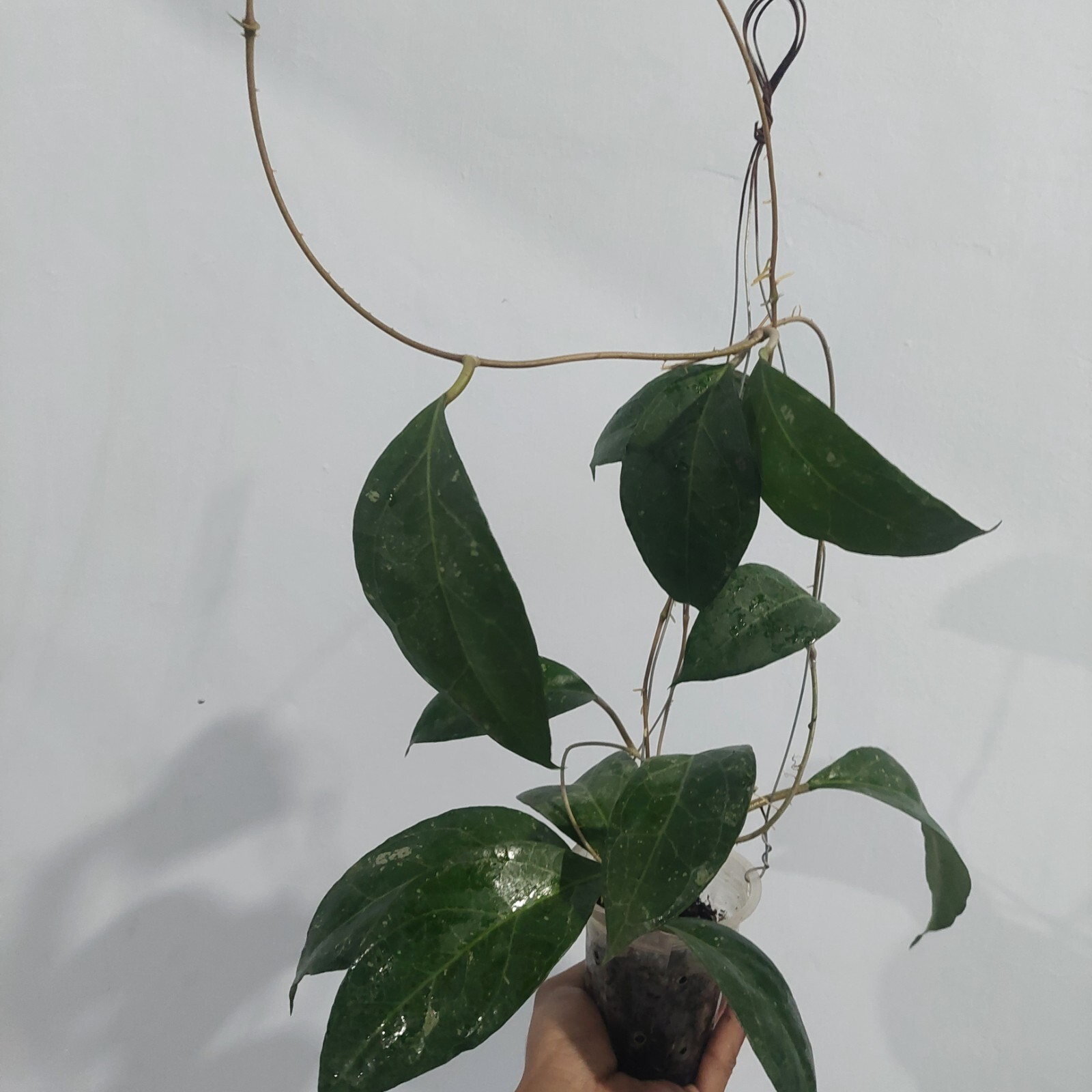 Hoya Verticillata wayang Big Size Real pickture free phytosanitary.