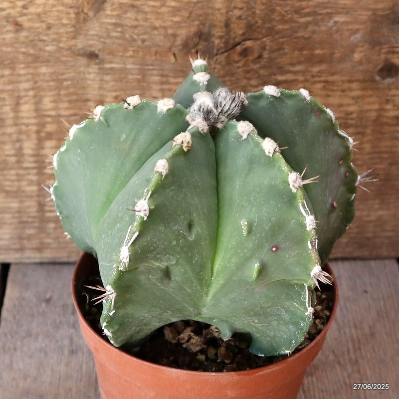 D4910 ASTROPHYTUM MYRIOSTIGMA NUDUM FUKURYU pot12-H12-W15 cm MaMa Cactus