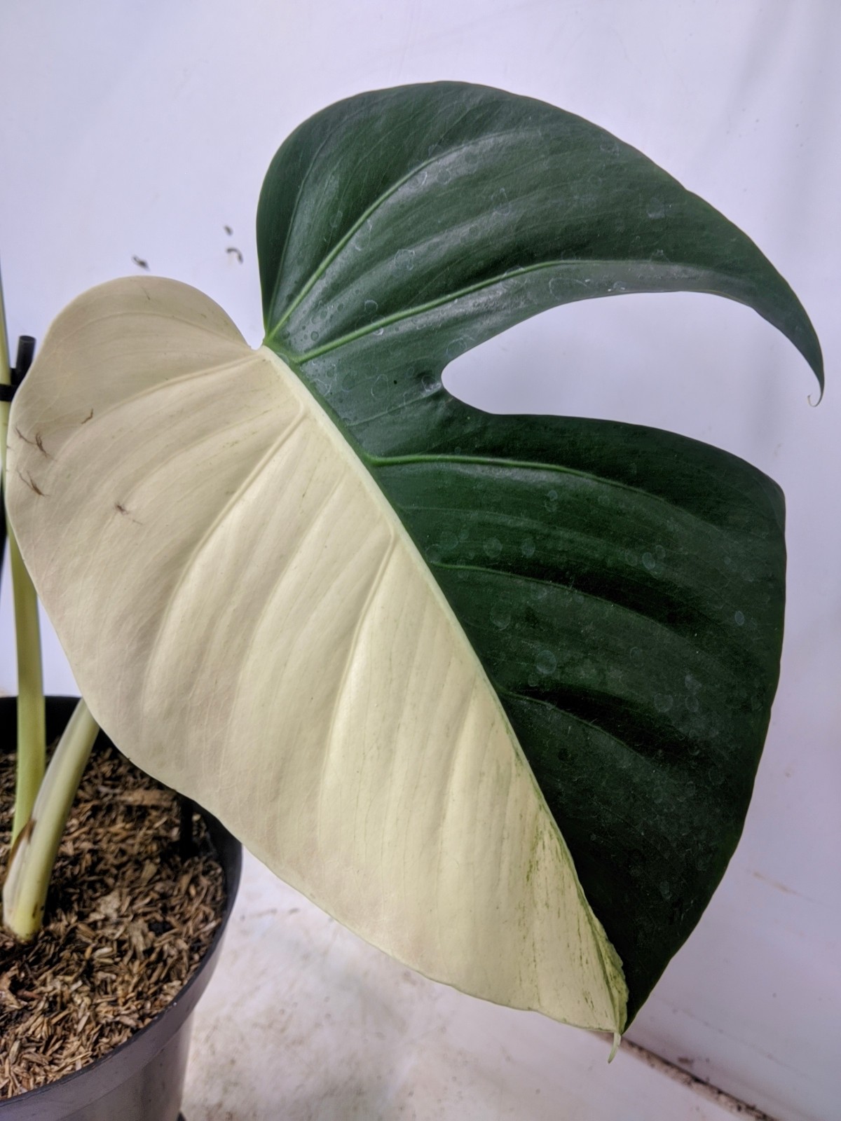 Monstera Jungle Mint Halfmoon Variegated Real Picture