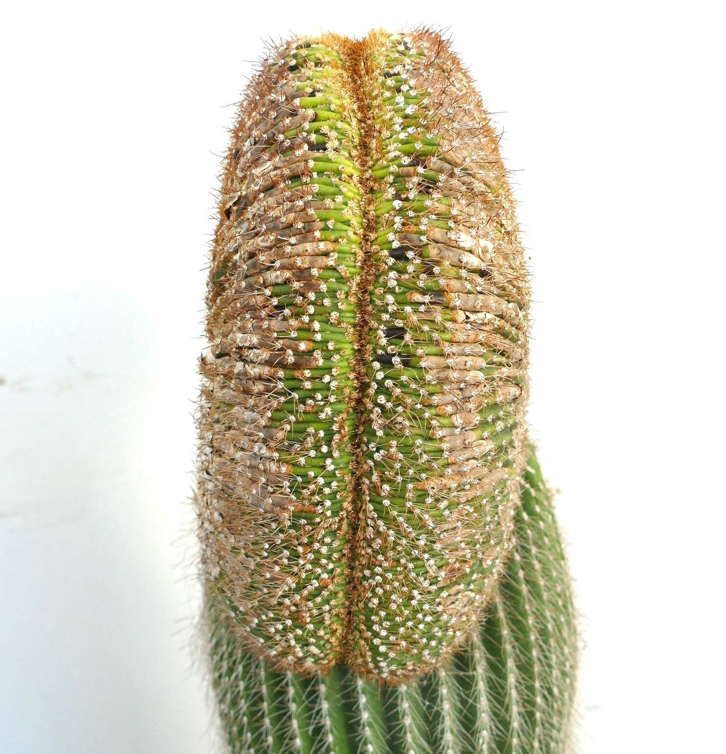 Carnegiea polylopha SAGUARO CRESTED 83x35cm – NO COPIAPOA CINEREA