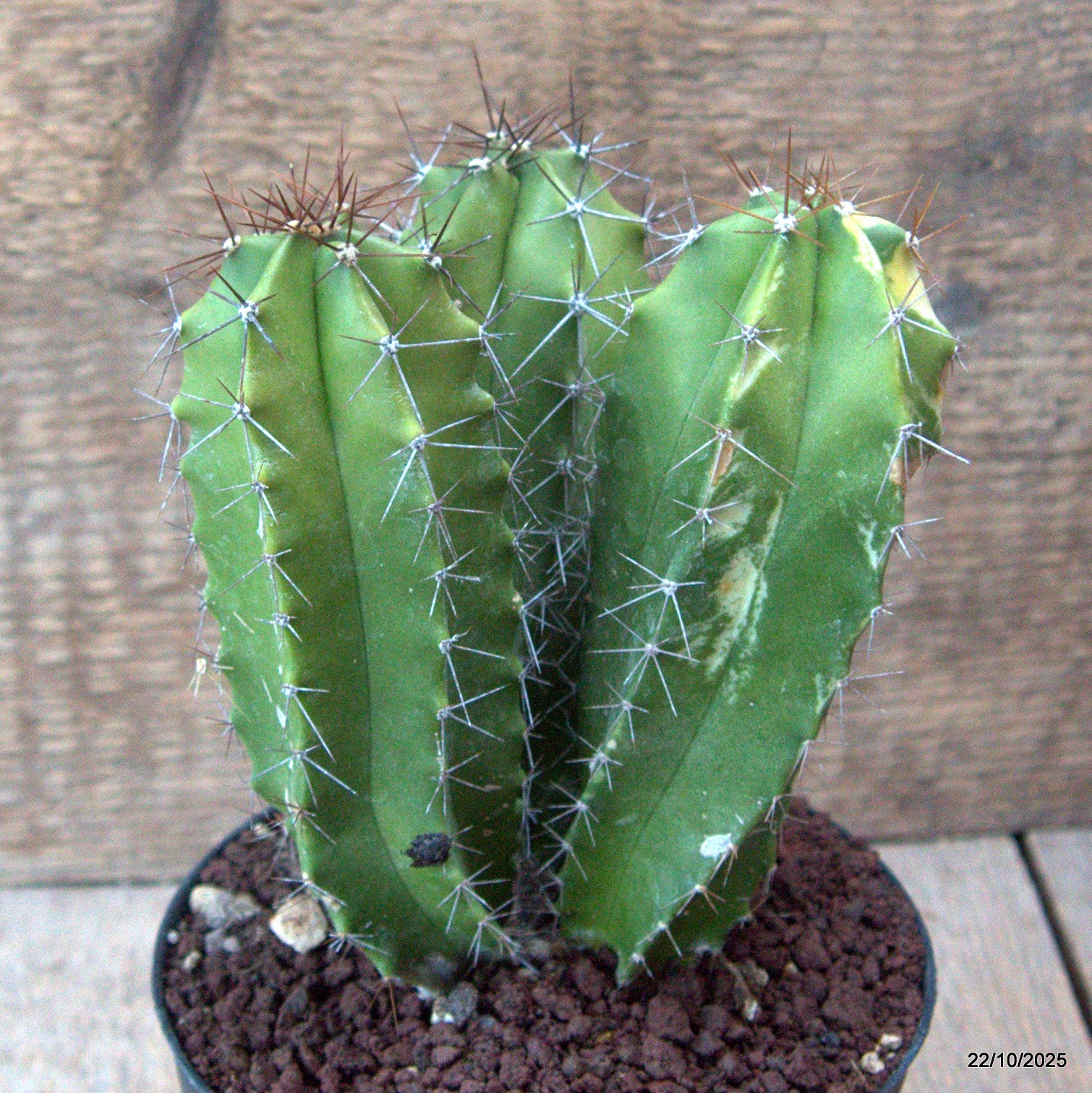 D7095 POLASKIA CHENDE VARIEGATED pot12-H14-W11 cm MaMa Cactus