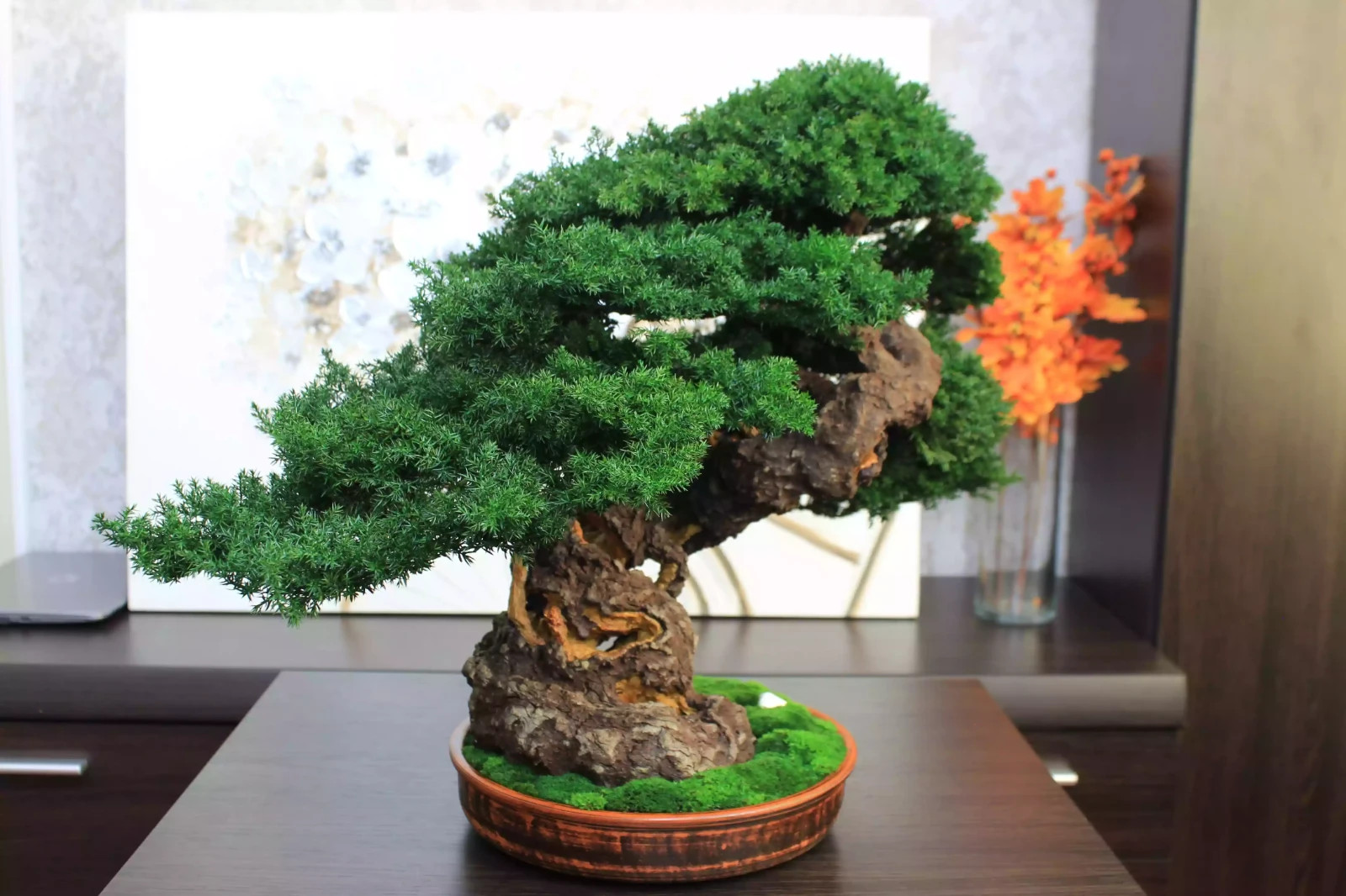 Luxury Preserved Bonsai Tree – Handmade Juniper Zen Sculpture. 49 cm / 19.29″