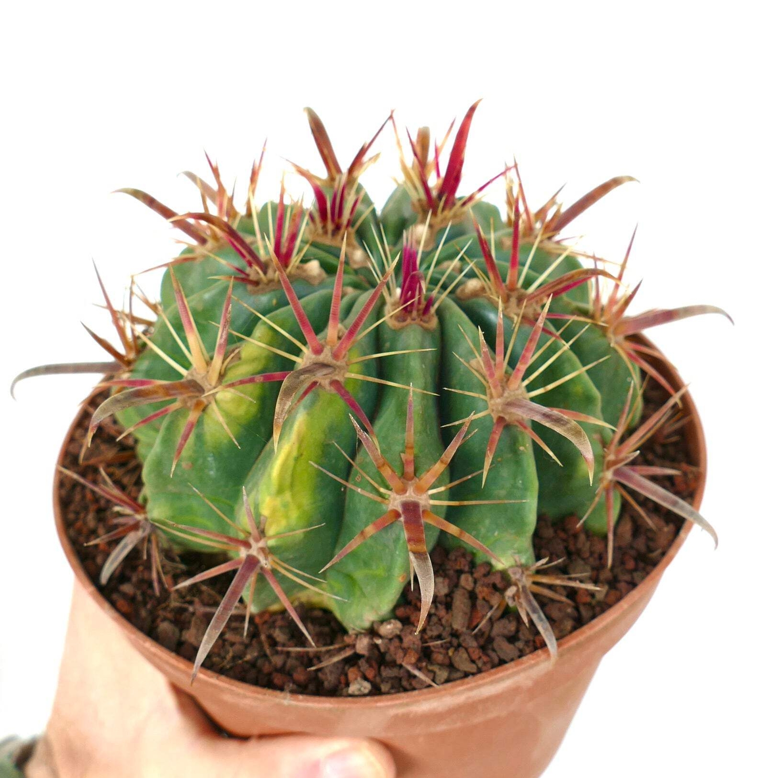 Ferocactus latispinus VARIEGATED – Devil’s Tongue Barrel Cactus | Crow’s Claw Ca