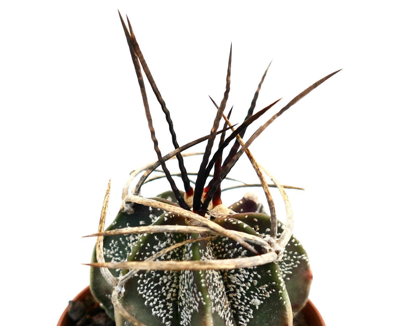 Astrophytum capricorne X BUFFALO (nice spines) – Goat’s horn cactus | Star cactu