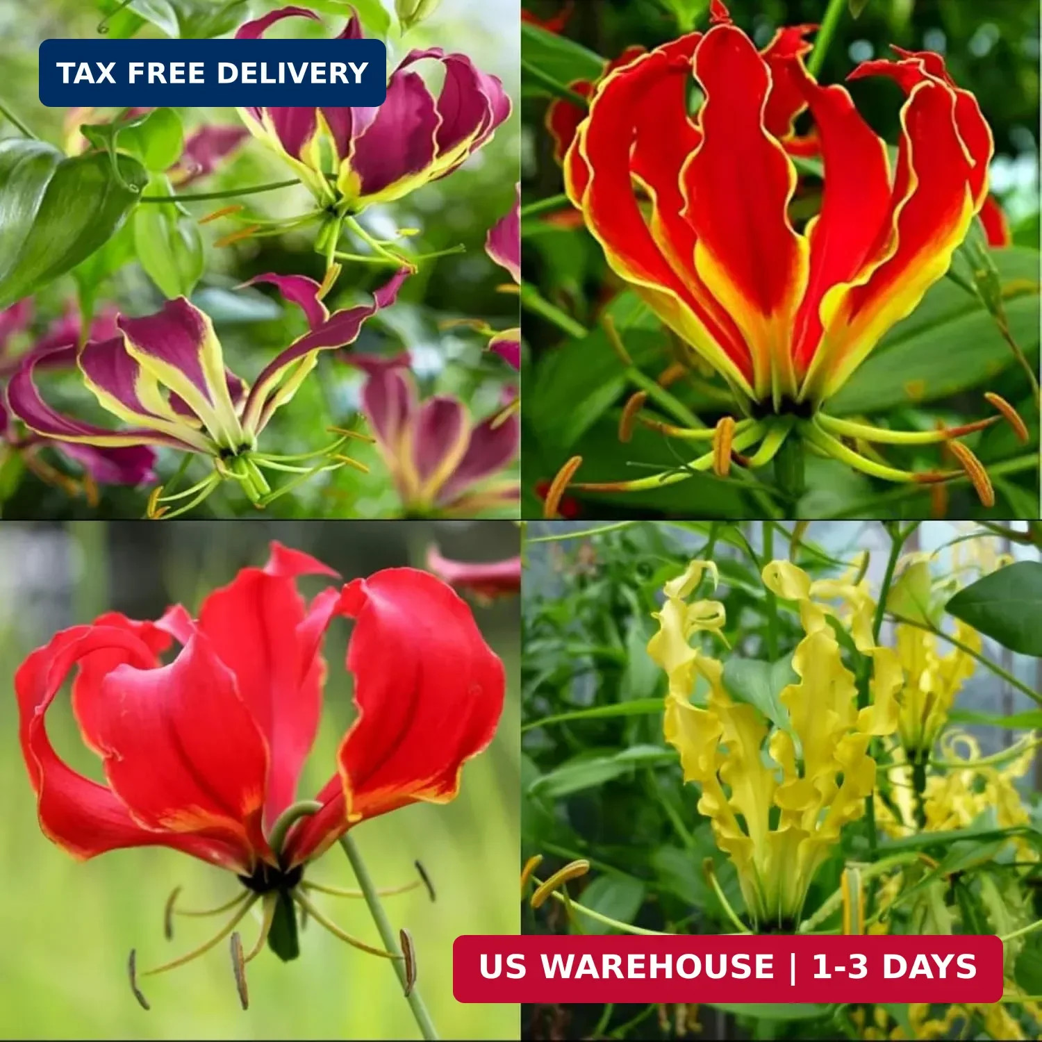 30+ Flame Lily Seeds for Planting – Gloriosa Superba Heirloom Non-GMO Seeds for
