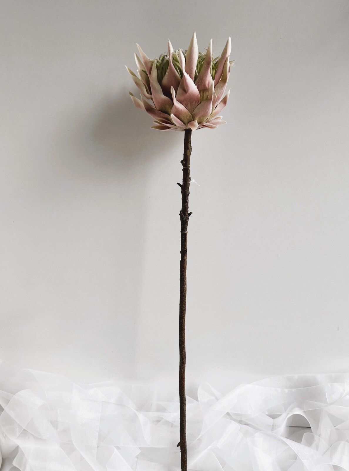 King Protea Stem Australian Native Flowers Blush Cream Protea Flower Stem x 1