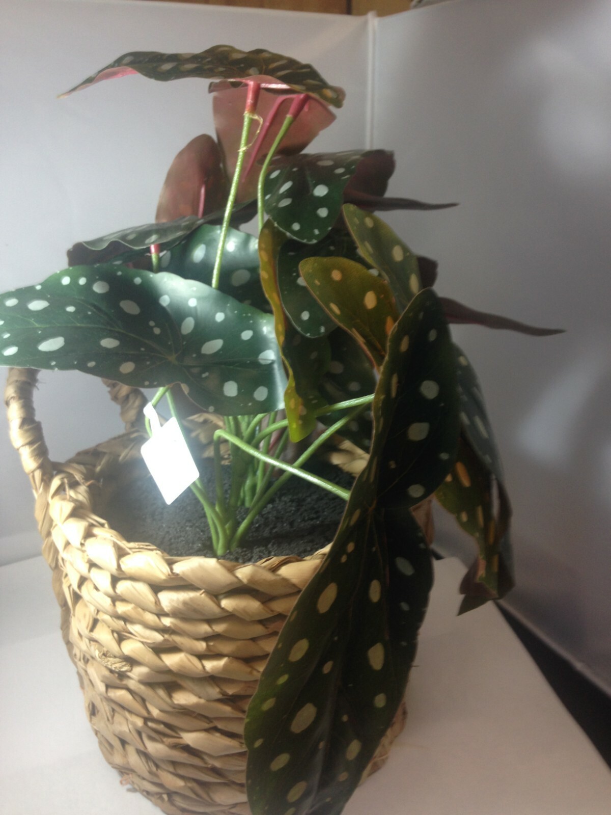 17″ X 15.5″ Artificial Dotted Begonia Plant in Basket Green/Natural – Opalhouse