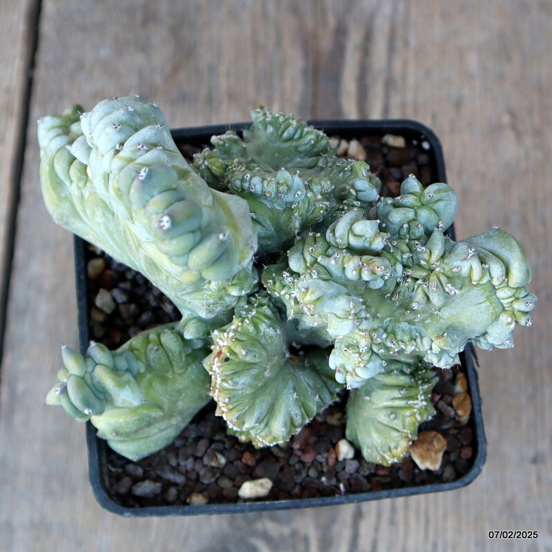 A9751 MYRTILLOCACTUS GEOMETRIZANS STRICTUS pot10-H13-W14 cm MaMa Cactus