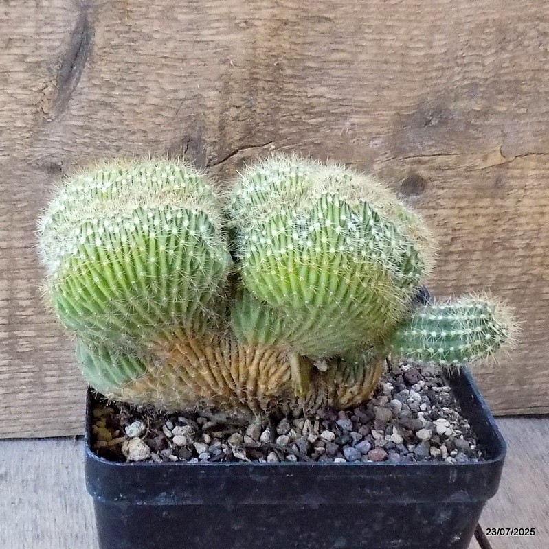 D5465 PACHYCEREUS PRINGLEI CRESTED pot12-H11-W14 cm MaMa Cactus