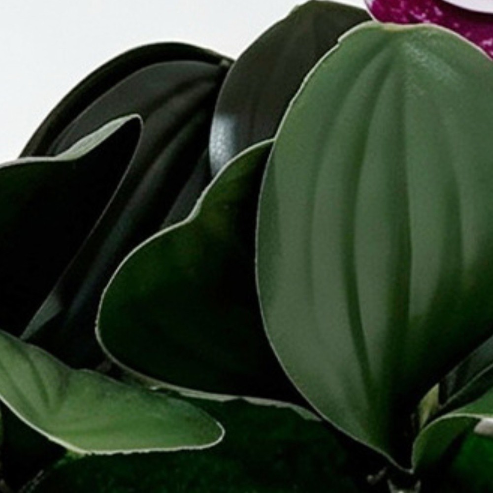 Imitation Orchid Plant with 6 Blooms 6 Leaves in Pot 26cm Indoor Decor