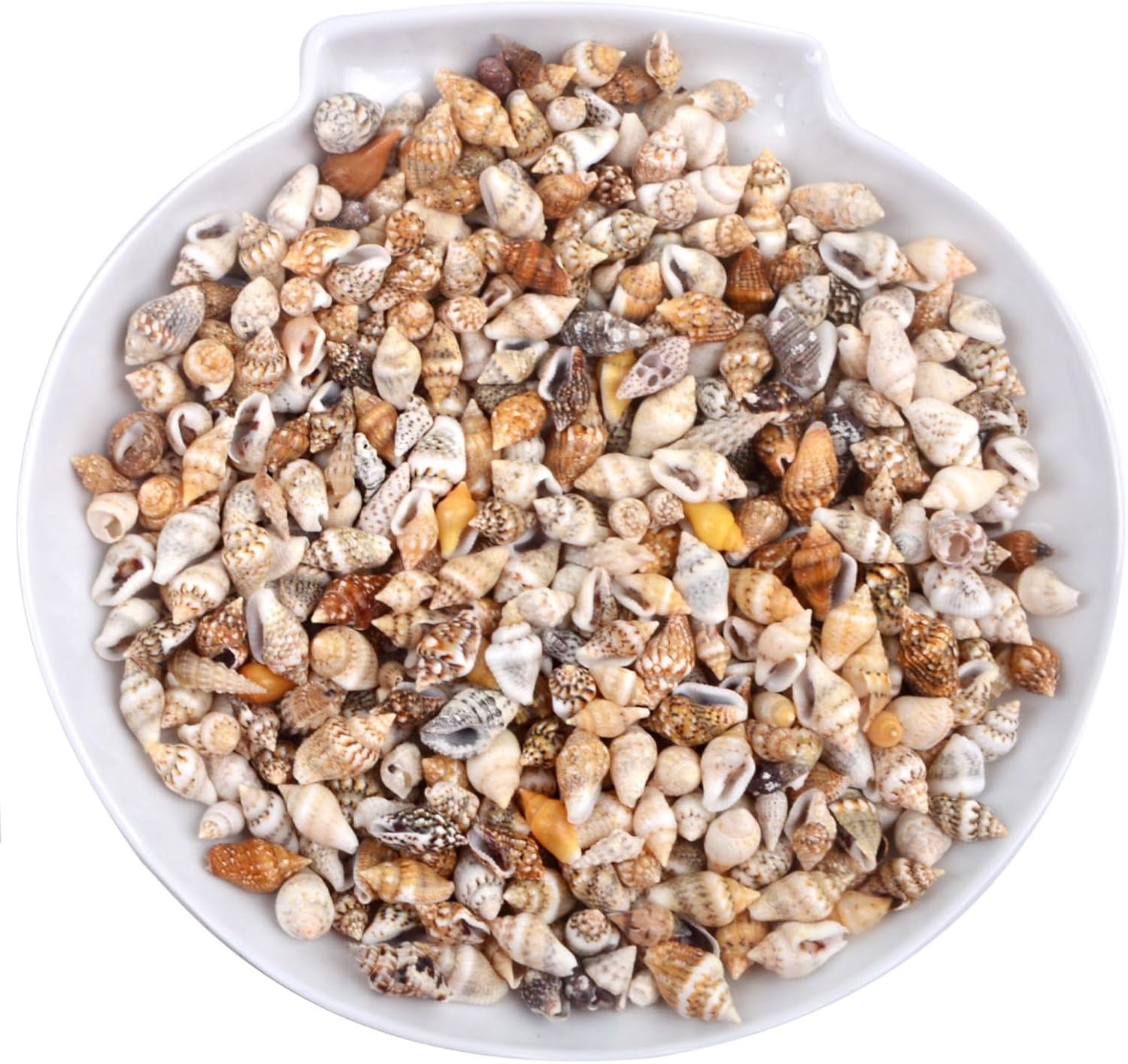 About 1000pcs Small Natural Sea Shells 1-2cm, Mixed Tiny Spiral Conch Shells Bul