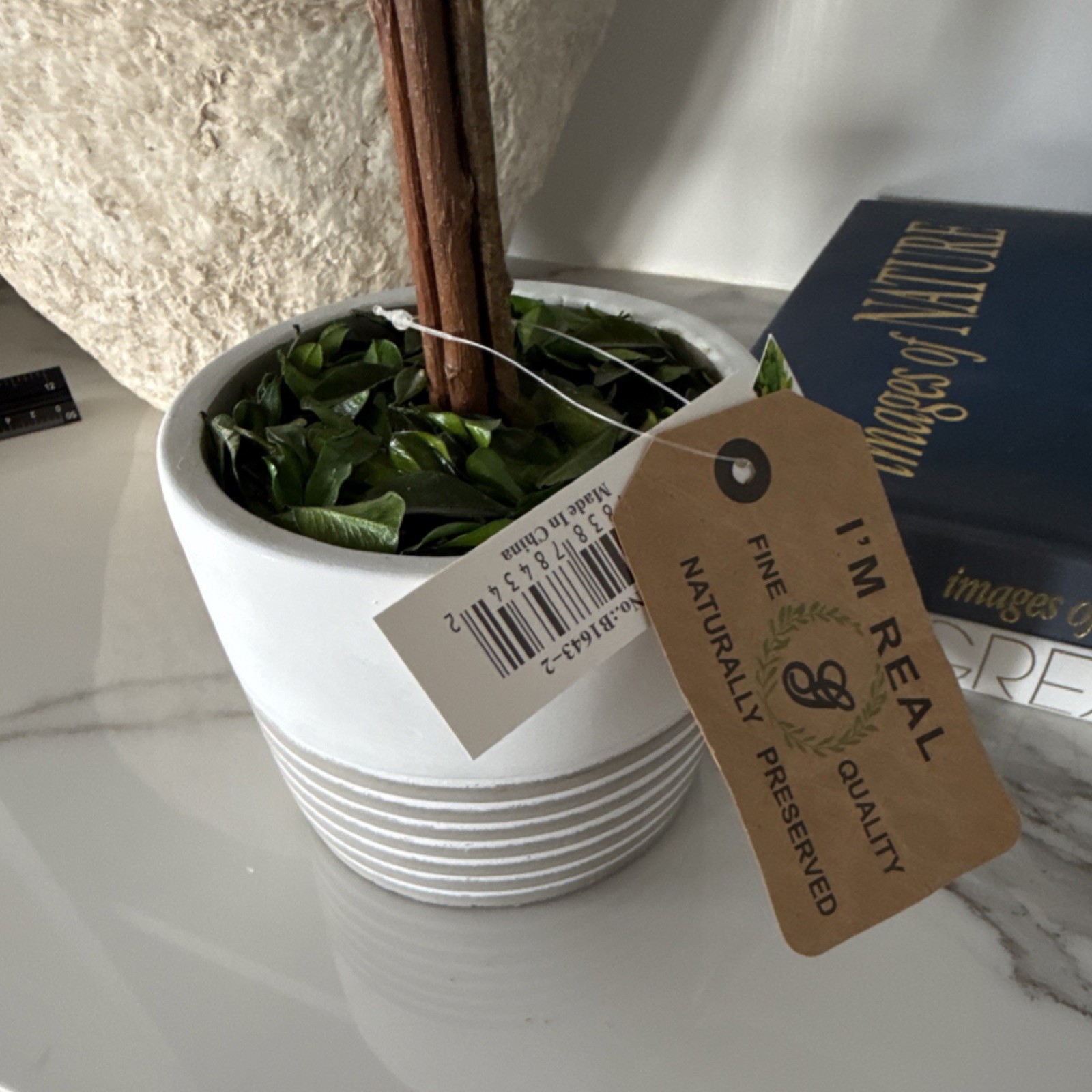 I’m Real Preserved Boxwood Ball Topiary in White Striped Pot, Green