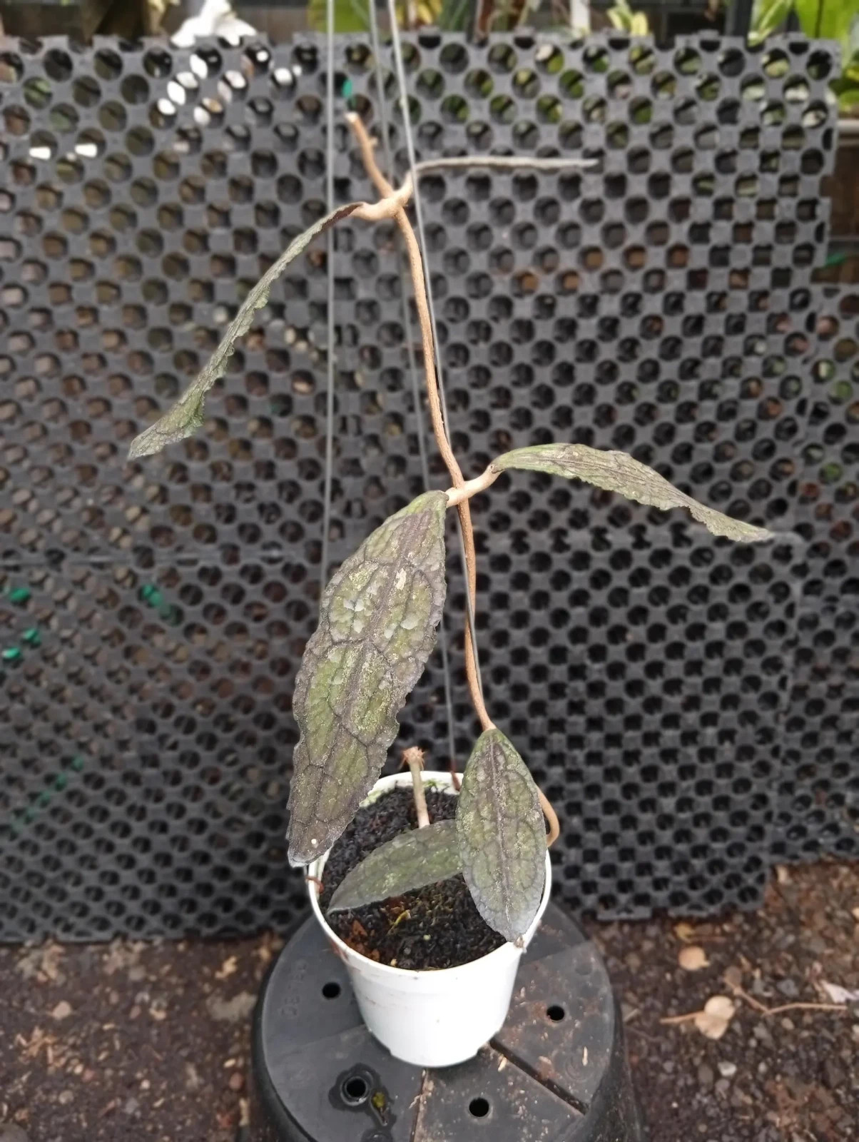 Real Picture Hoya Clemensiorum Red Black Lush Leaves