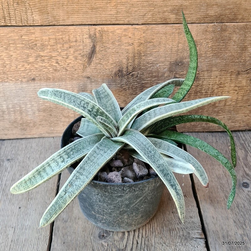 D5622 GASTERIA BATESIANA VARIEGATED pot18-H15-W36 cm MaMa Cactus