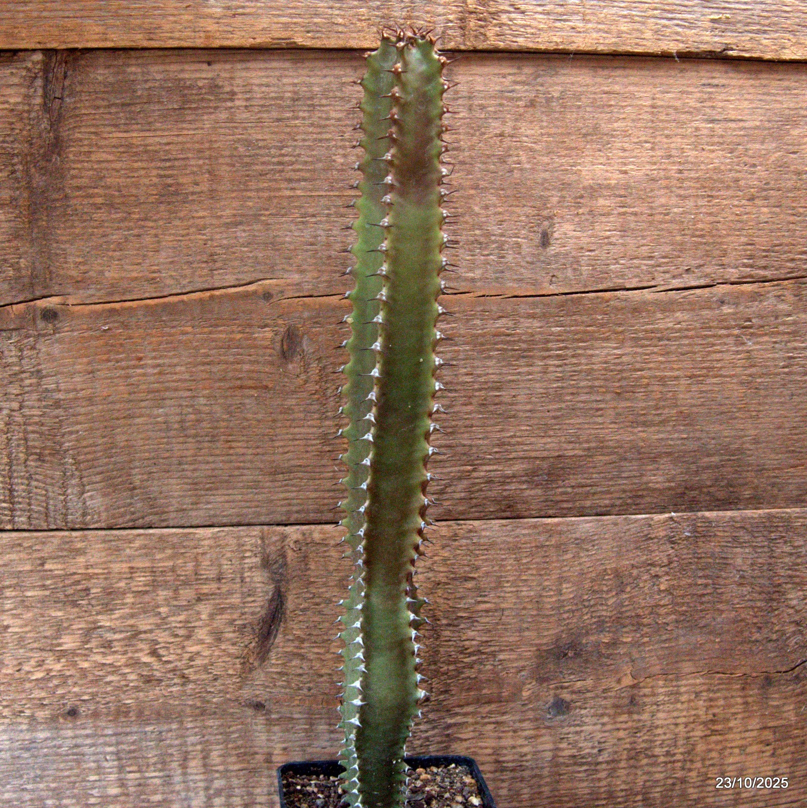 D7123 EUPHORBIA CANARIENSIS DARK pot10-H38-W5 cm MaMa Cactus