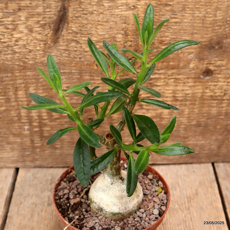 D4341 PACHYPODIUM BISPINOSUM pot10,5-H15-W7 cm MaMa Cactus