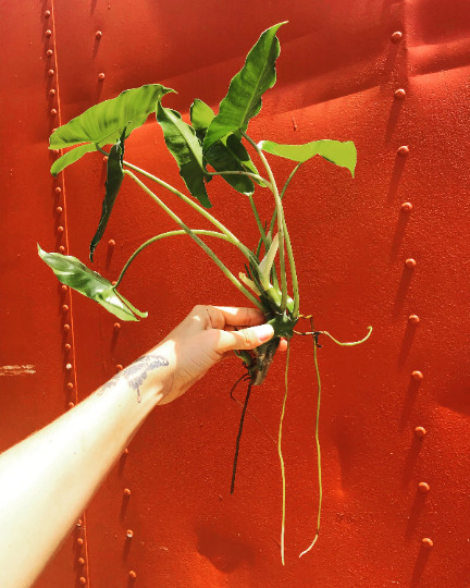 Burle Marx Philodendron Cutting | Air Roots w/ Multiple Nodes | Indoor & Outdoor