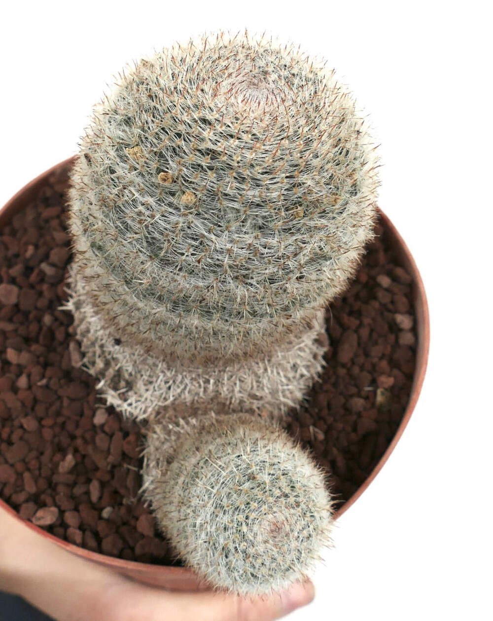 Mammillaria albilanata TWO HEADS 1001 – White woolly nipple cactus | Snowball ca