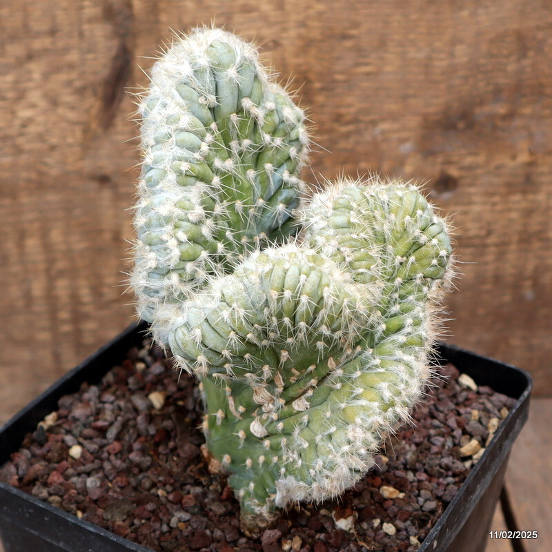 D1716 PILOSOCEREUS AZUREUS CRESTED pot14-H18-W13 cm MaMa Cactus