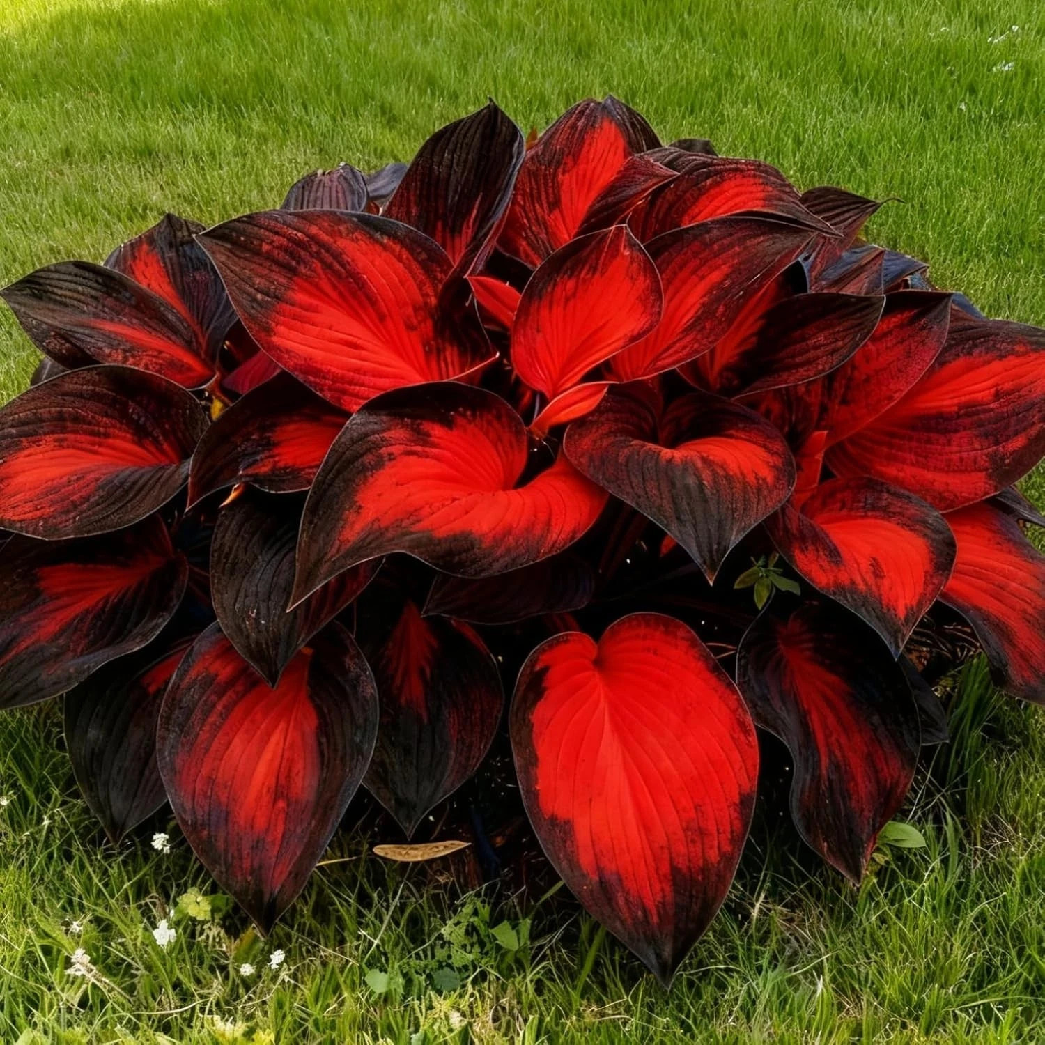 Hosta Seeds, 200+ Blue Purple Red Hosta Seeds, Multi-Use Landscaping, Perennial.