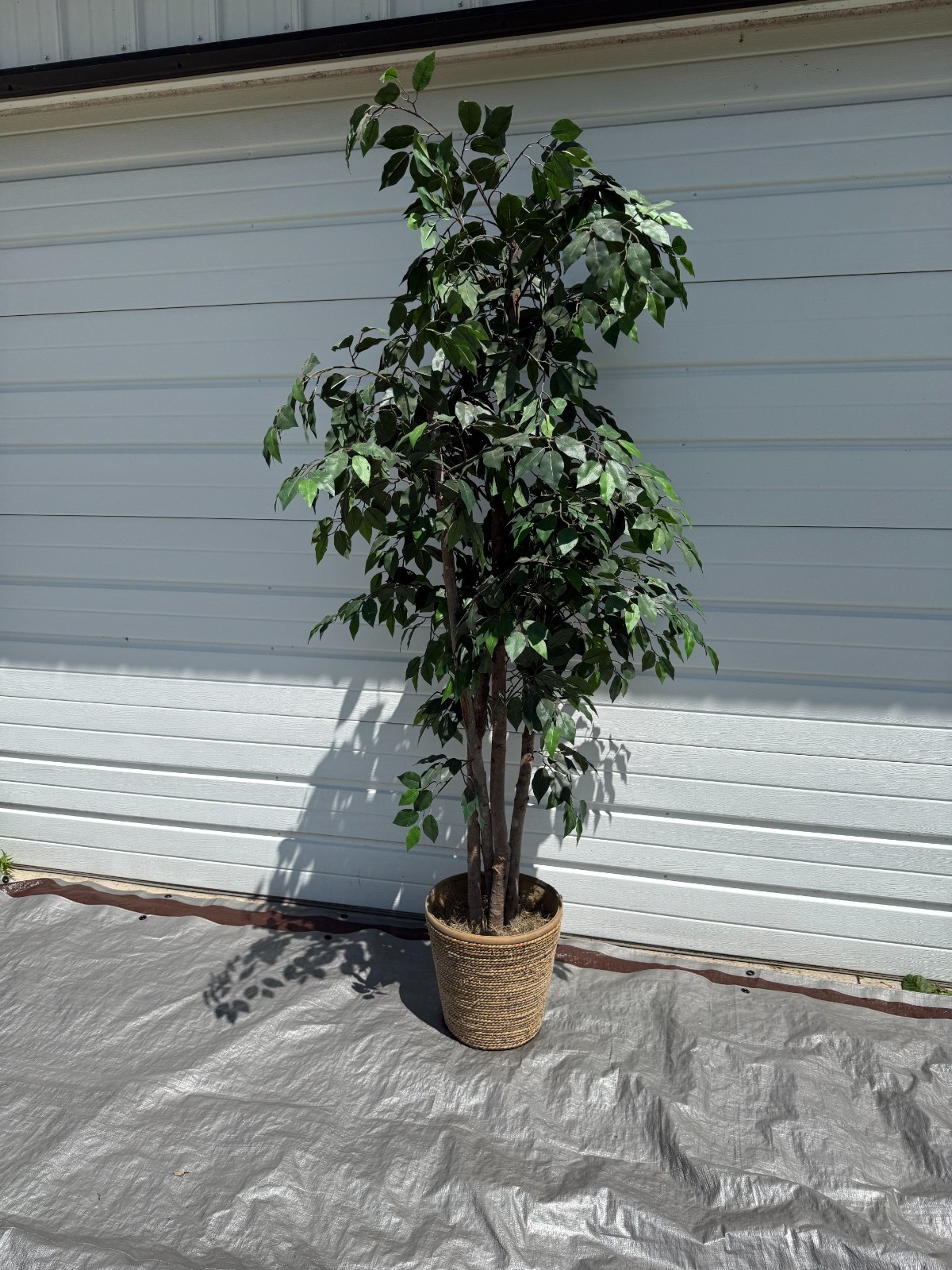 6.5 foot -Faux Ficus Tree In Roped-Style Handwoven Basket